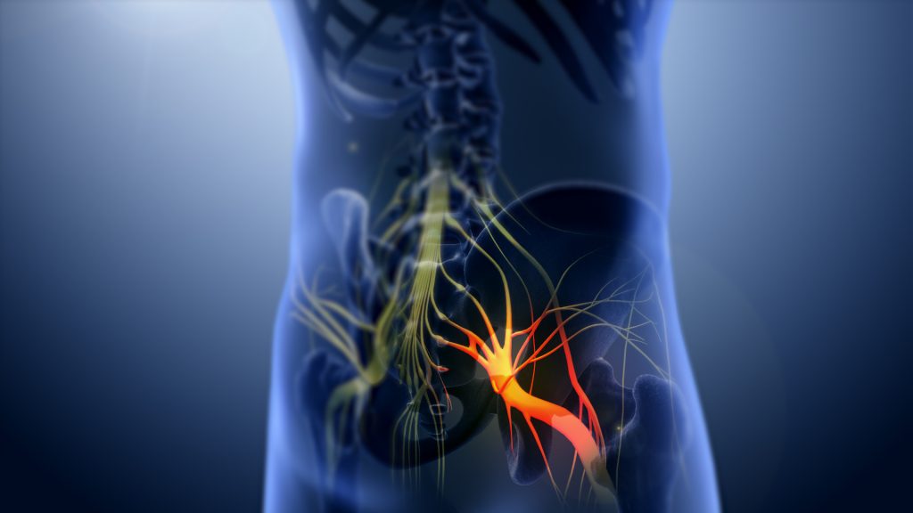 sciatic nerve