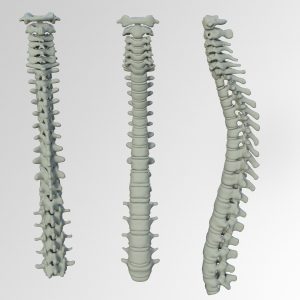 More Tips On Better Spine Health