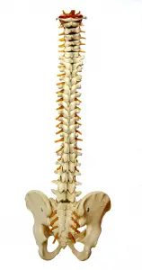 Will An Inversion Table Straighten My Spine?