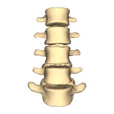 Does Inversion Table Decompress Your Vertebrae