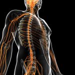 Can A Chiropractor Paralyze You