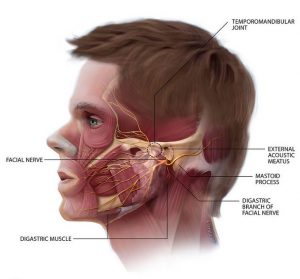 How Can a Chiropractor Help with TMJ